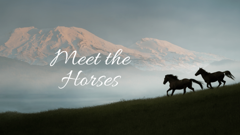 Meet the Horses-2